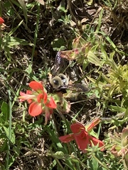 Xylocopa virginica texana