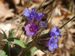 Pulmonaria australis