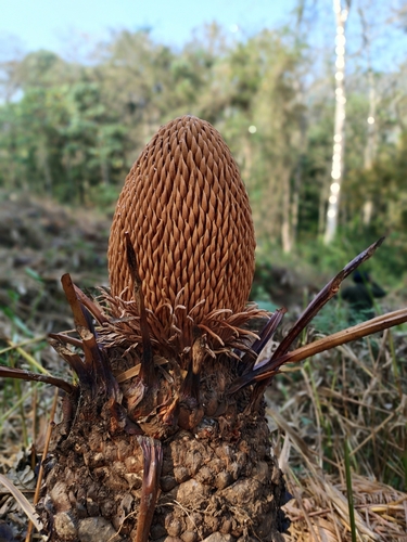 Foto de Sagu-de-jardim
