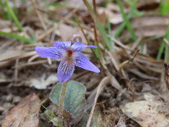 Viola walteri