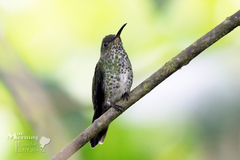 Taphrospilus hypostictus