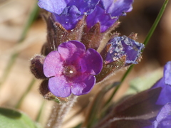 Pulmonaria australis