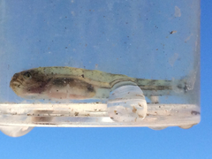 Eucyclogobius newberryi