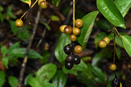 Image of Erycibe paniculata by (c) deepachandran, some rights reserved (CC BY-SA)