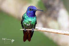 Chrysuronia oenone