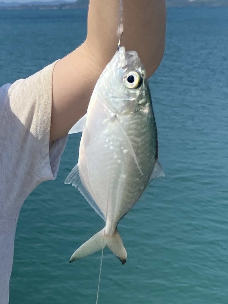 Herring scad