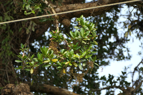Calophyllum apetalum (Calophyllum apetalum)