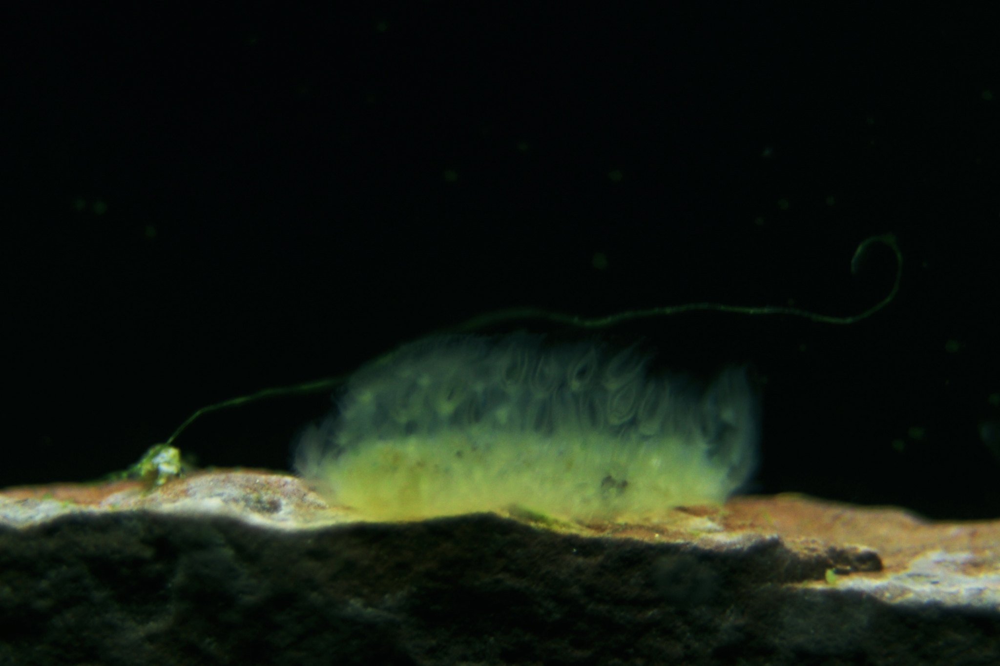 Cristatella mucedo Cuvier, 1798