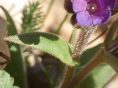 Pulmonaria australis