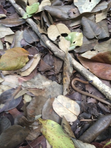 Rim Rock Crowned Snake