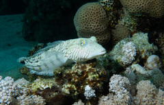 Speckled Sandperch photo 2