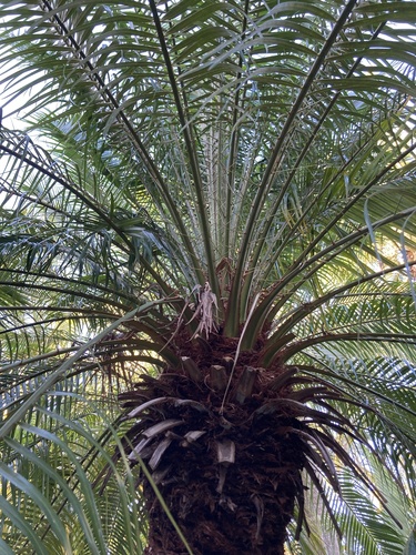 Foto de Palmeira-dama