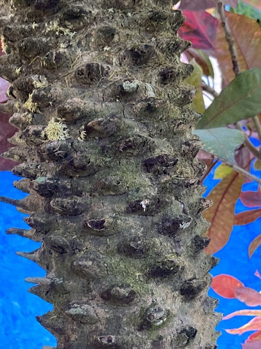 Foto de Palmeira-dama