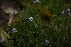Lindernia hyssopioides, photograph (c) deepachandran, some rights reserved (CC BY-SA)