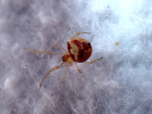 Paidiscura orotavensis