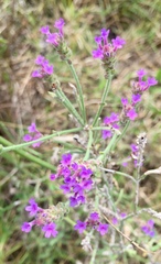 Verbena intermedia