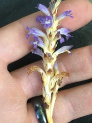 Phelipanche ramosa