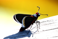 Mysoria barcastus