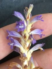 Phelipanche ramosa