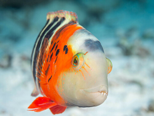Photo de Labre à poitrine rouge (Cheilinus fasciatus)