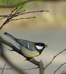 Parus major