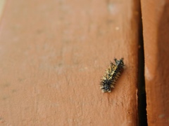 Nymphalini
