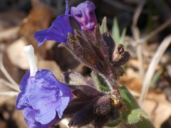 Pulmonaria australis