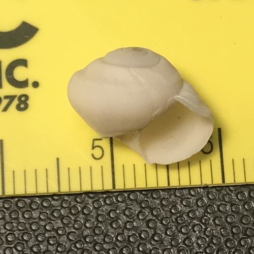 Great Basin Ramshorn