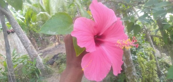 Imagem de Hibisco