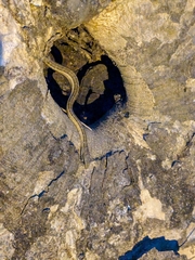 Mastigodryas pleei