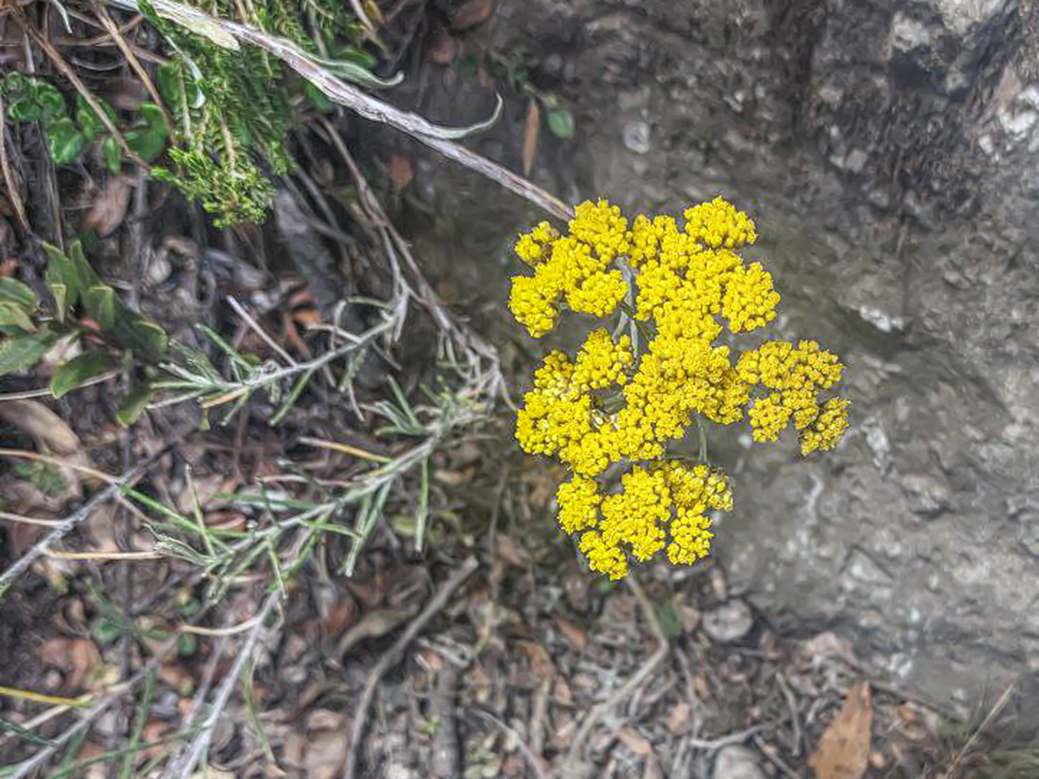 Helichrysum forskahlii
