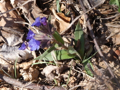 Pulmonaria australis