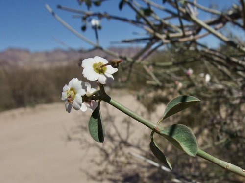Image of Euphorbia xanti by (c) Sue Carnahan, some rights reserved (CC BY)