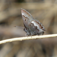 Callophrys mossii