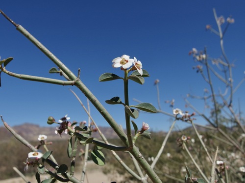 Image of Euphorbia xanti by (c) Sue Carnahan, some rights reserved (CC BY)