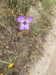 Clarkia cylindrica