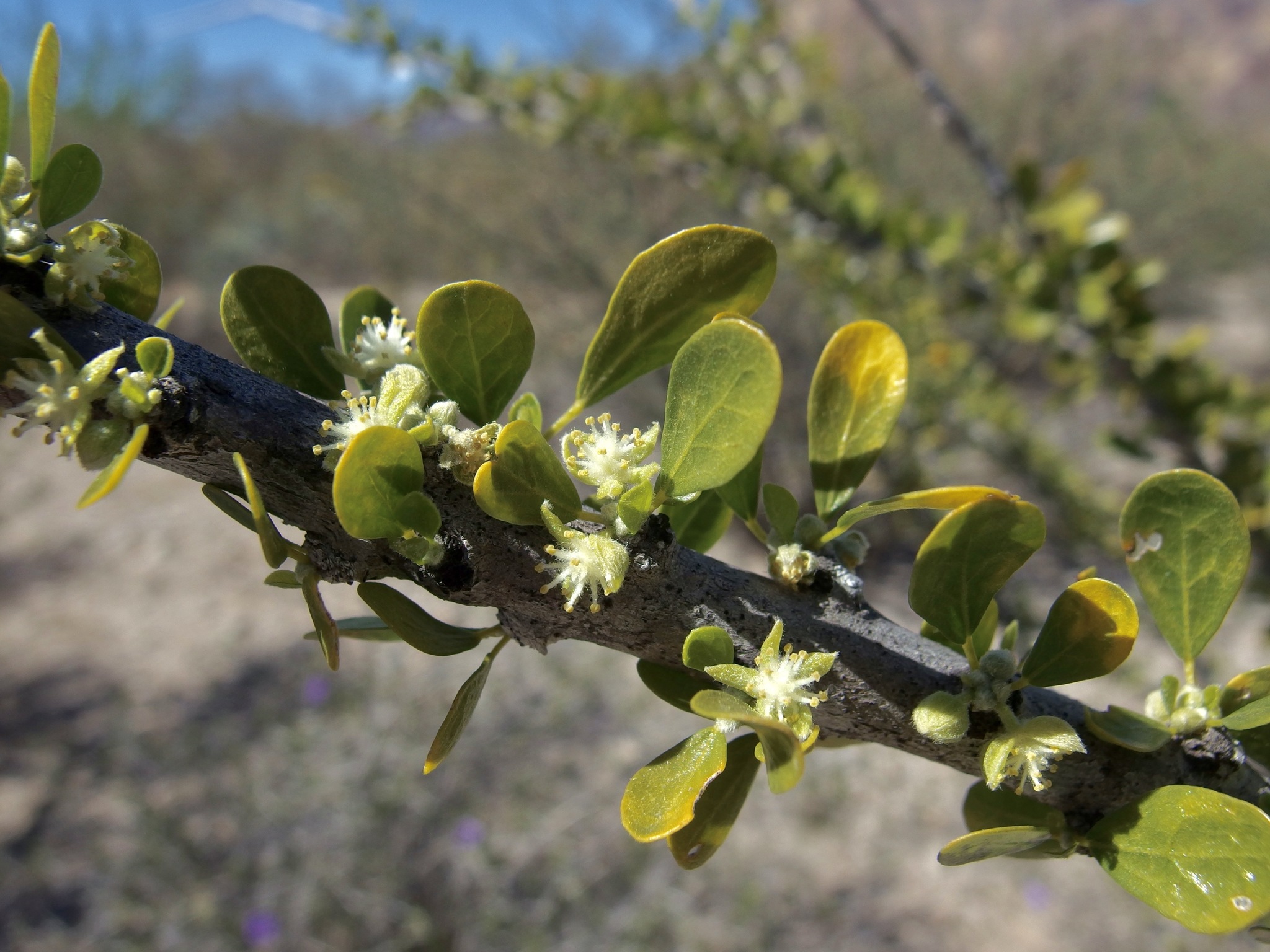 Adelia obovata