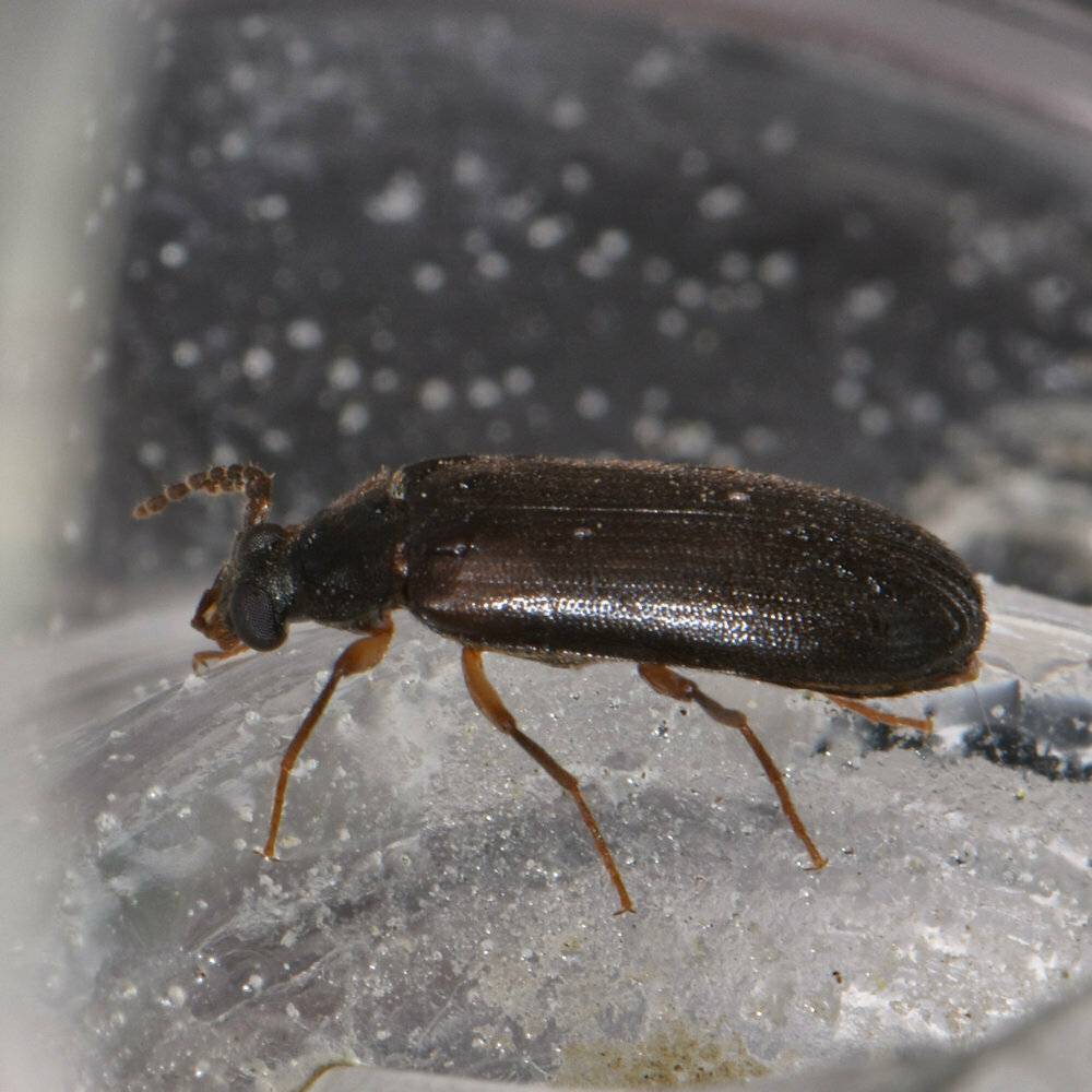 Mycetochara bicolor