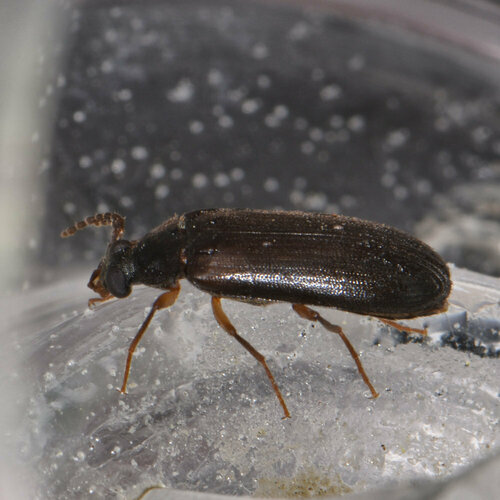 Mycetochara bicolor