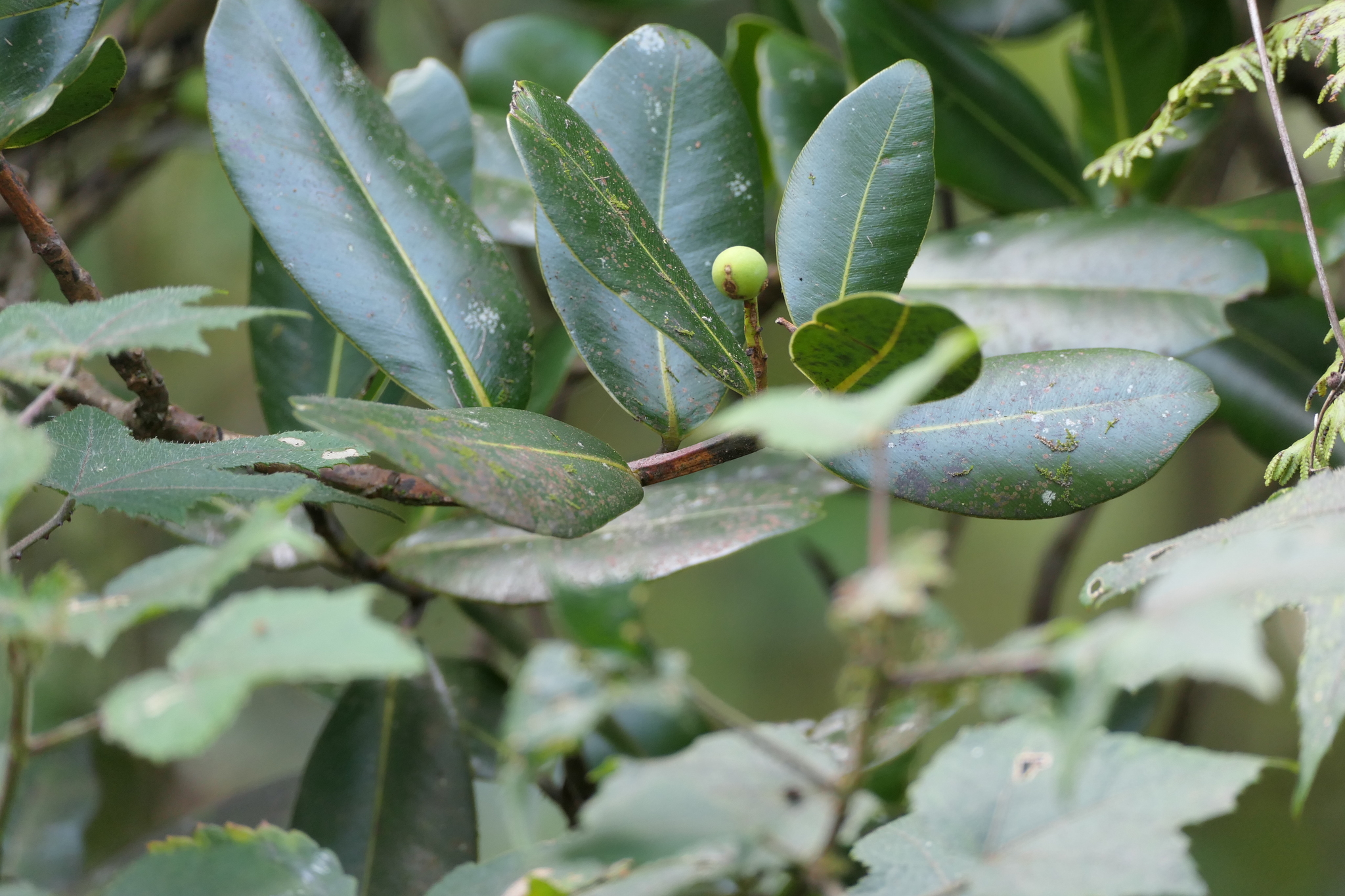 Konkan Beauty Leaf Tree (Calophyllum apetalum)