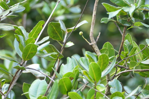 Calophyllum apetalum, photograph 4