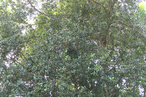 Calophyllum apetalum, photograph 5