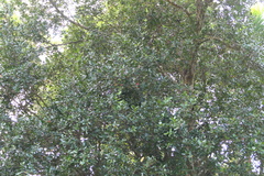 Calophyllum apetalum, photograph (c) Dinesh Valke, some rights reserved (CC BY-SA)