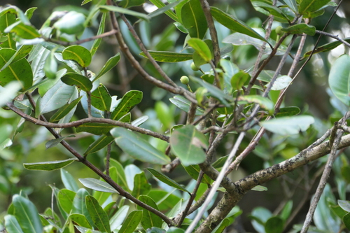 Calophyllum apetalum, photograph 6