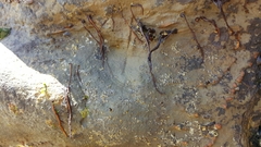 Cumagloia andersonii