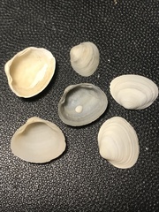 Sphaerium striatinum