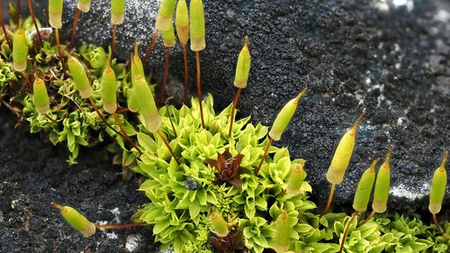 Encalypta vulgaris