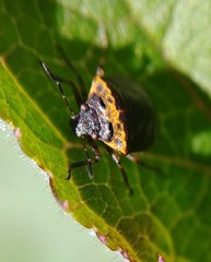 Cosmopepla uhleri