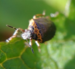 Cosmopepla uhleri
