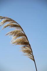 Austroderia splendens